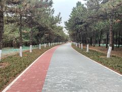 -云岗森林公园