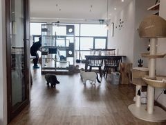 大堂-猫小主咖啡·猫咖cat cafe(福田店)