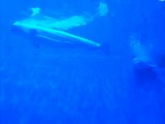 -芜湖新华联大白鲸海洋公园