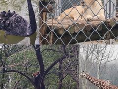 -合肥野生动物园