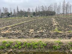 -广富林郊野公园