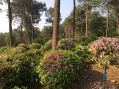 -南山植物园