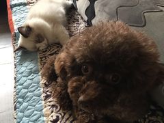 -爱侣宠医·鹦鹉专科·小型哺乳类·异宠专科(灵石路店)