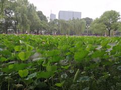 -四川大学(望江校区)