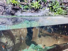 -萌宠奇缘(荣鼎店)