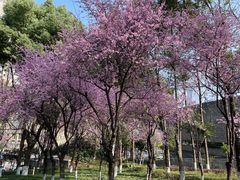 -重庆市江北嘴中央商务区中央公园