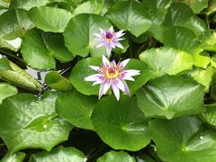 -国家植物园南园