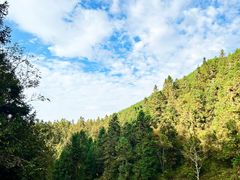 -武陵山森林公园
