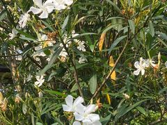 -浙江安吉JW万豪酒店·万豪中餐厅