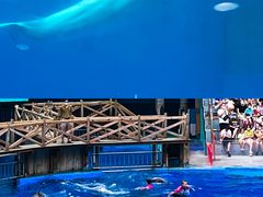 -海合安成都极地海洋公园