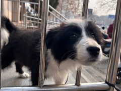 -麦当劳(南京路2店)