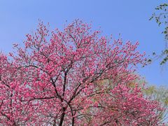-国家植物园