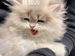 -瑞鹏宠物医院·骨外科·心肾科·肿瘤科(九亭店)