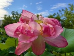 -莲花池公园