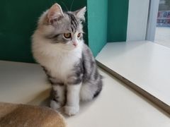 -飞行喵MR PILOT|猫舍·猫咖(静安大融城店)