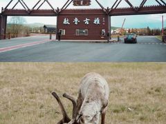 -呼伦贝尔大草原