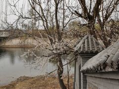 -桃花堤公园