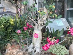 -国家植物园南园