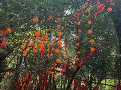 -南宁良凤江国家森林公园