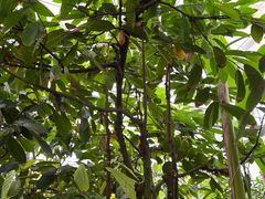 -歌斐颂巧克力小镇