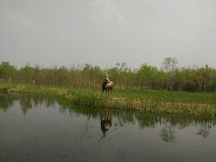 android_upload_pic-溱湖国家湿地公园