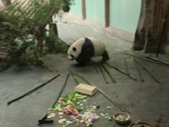 -青藏高原野生动物园