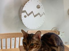 -楼上猫咖(罗湖店)