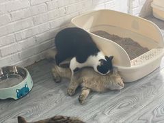 -喵屿·大理花园猫咖