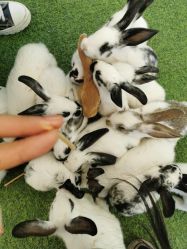 -萌宠亲子动物乐园(槐房万达店)