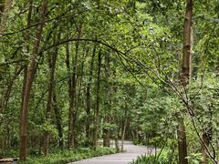 -桤木河湿地公园