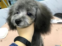 -瑞派宠物医院·24小时骨科·心脏·核磁(哈尔滨南岗店)