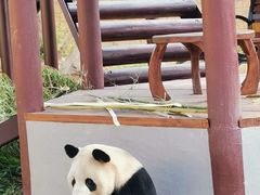 -杭州野生动物世界
