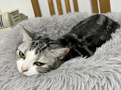 -纳吉亚猫专科动物诊疗中心(蒋宅口分院)