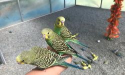 -萌宠亲子动物乐园(槐房万达店)