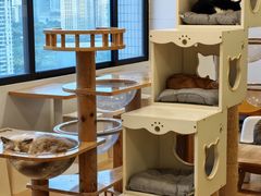 -有喵·猫咖·狗咖·40+猫狗有小奶狗(岗厦店)