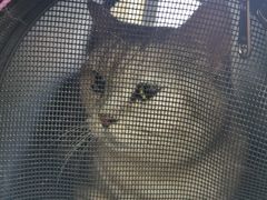 -美联众合动物医院·24h转诊中心