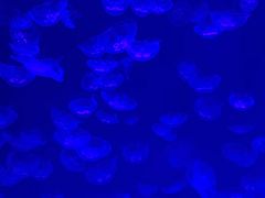 -沈阳海洋探索中心