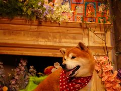 -百好乐宠物友好餐厅(朝外大街店)