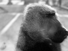 -新疆天山野生动物园