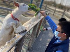 -前小桔亲子创意农场·草莓采摘·露营烧烤