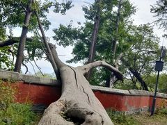 -阳台山自然风景区
