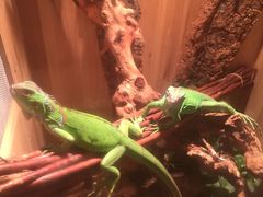 -Rabbit Cafe私房西餐甜点咖啡(栖霞路店)