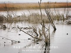 -野鸭湖国家湿地公园