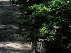 -秋霞圃