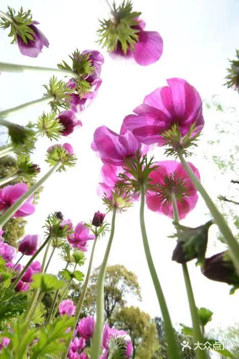 上海鲜花港图片