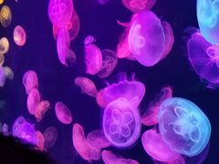 -北海金海湾红树林生态旅游区