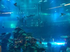 -迪拜水族馆及水下动物园