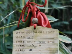 -都江堰中华大熊猫苑