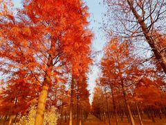 -上海海湾国家森林公园