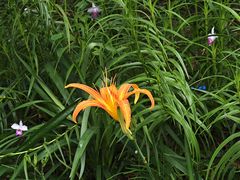 -广州白江湖森林公园